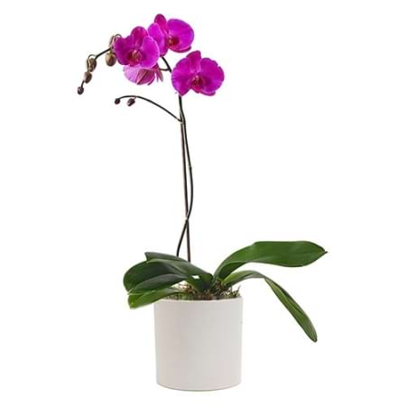 Purple Phalaenopsis Orchid in pot