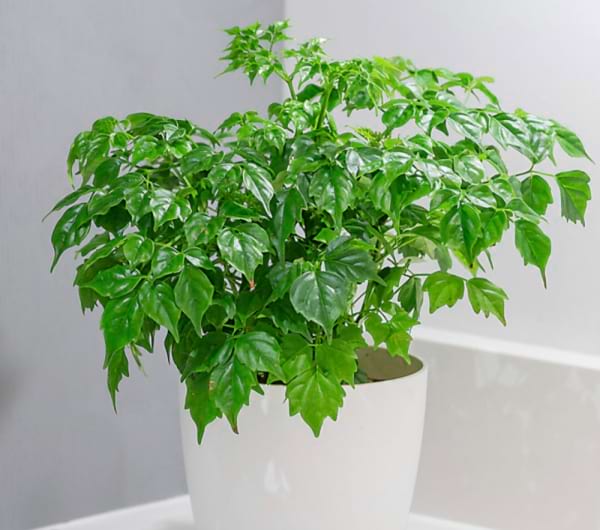 Asian Bell Tree (China Doll) Potted Plant