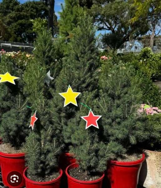 Potted Christmas Tree