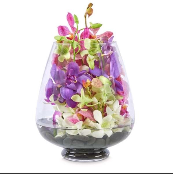 Orchid Whisper
