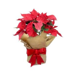 Poinsettia Christmas Plant