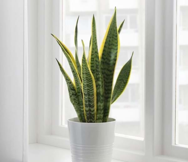 Sansevieria or Snake Potted Plant